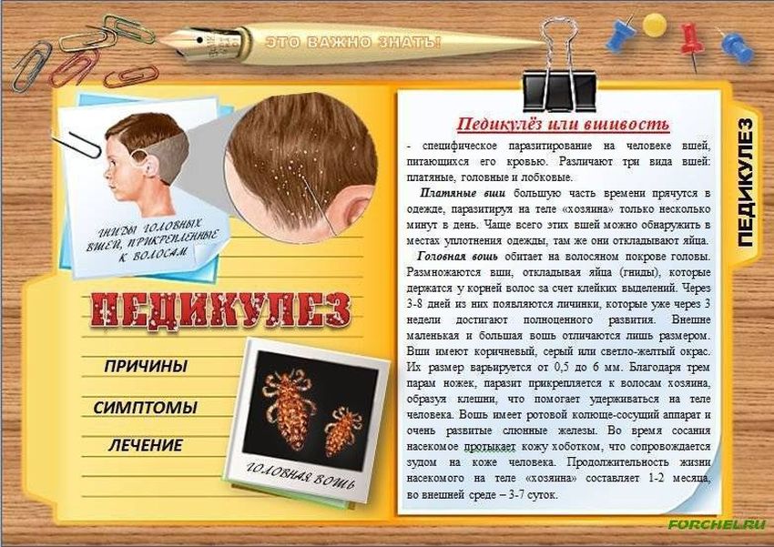 Педикулёз Педикулез памятка
