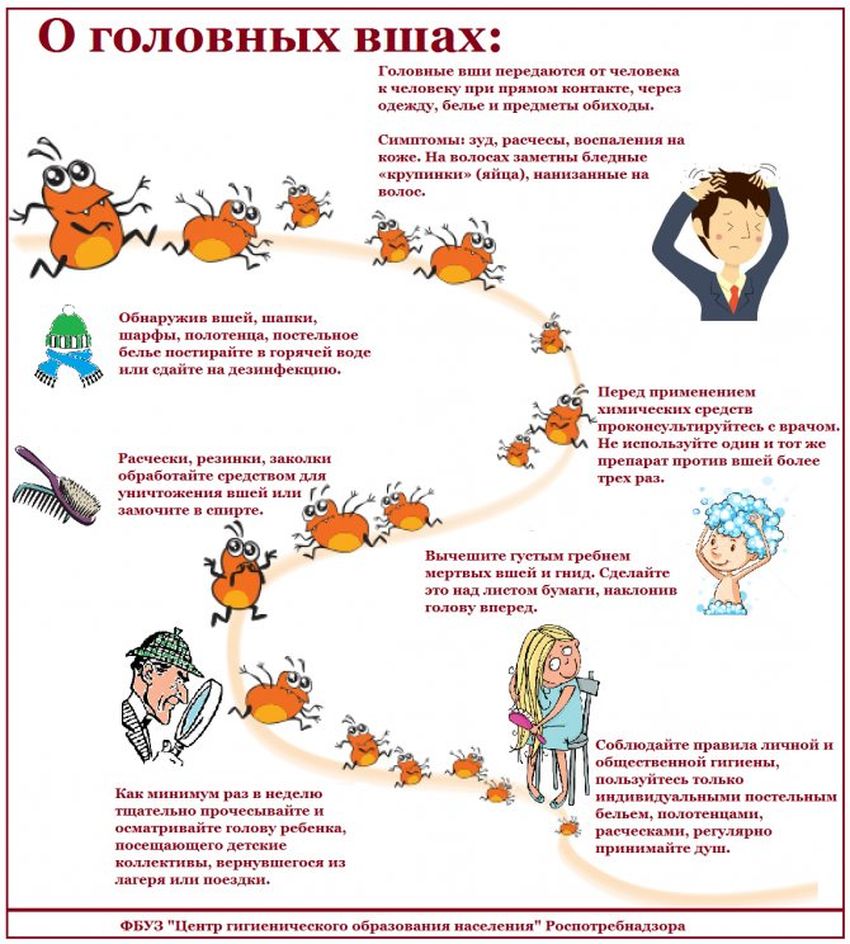 Профилактика педикулеза у детей памятка Профилактика педикулеза у детей