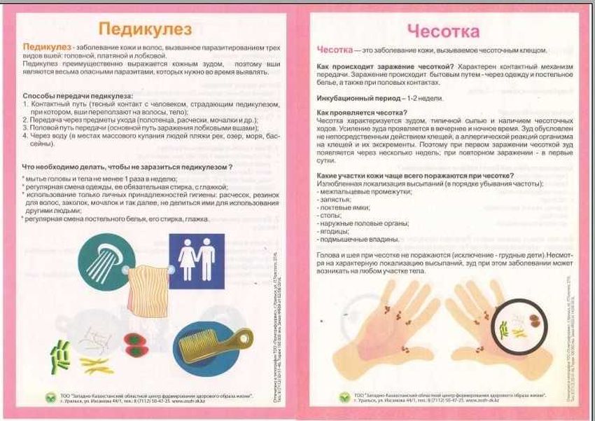 Профилактика педикулеза и чесотки памятка Профилактика педикулеза памятка