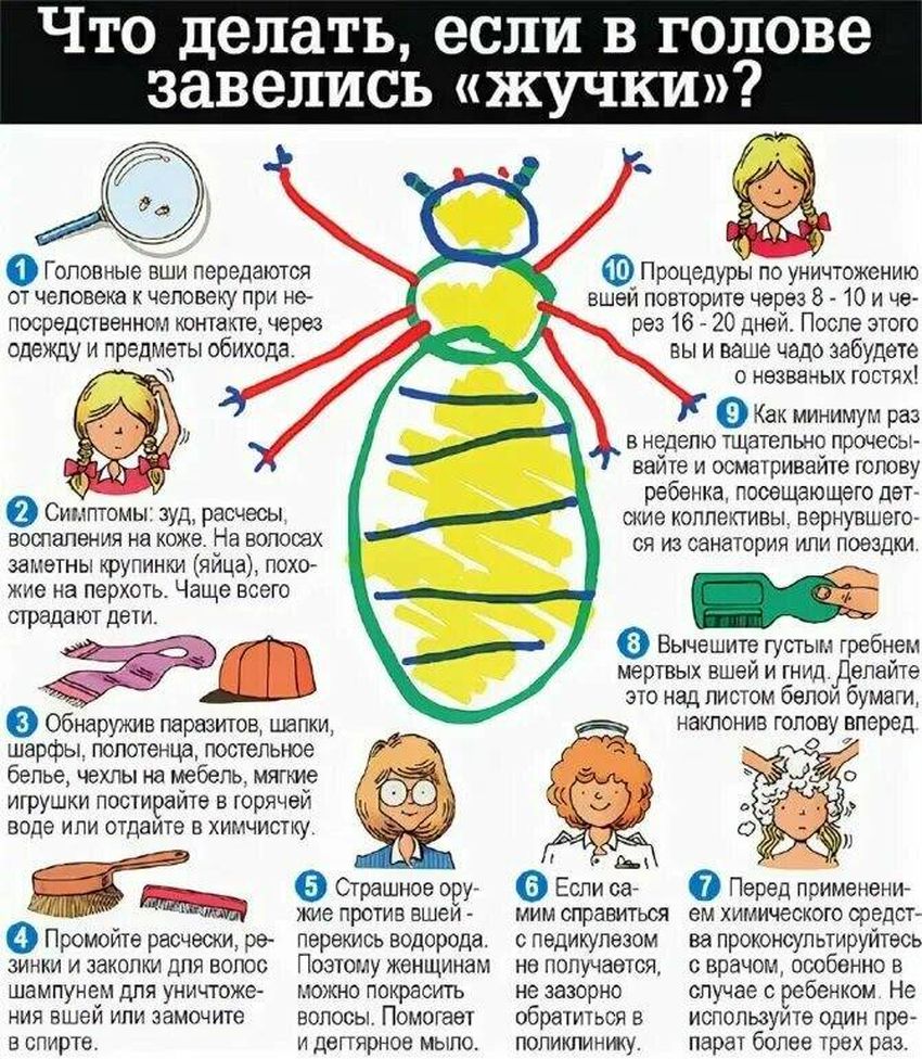 Педикулез профилактика у детей в саду Педикулез памятка