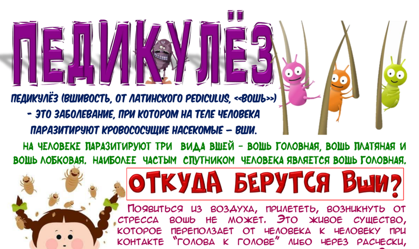 Профилактика педикулеза Профилактика чесотки и педикулеза