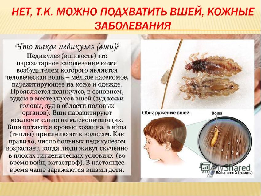 Педикулёз Что такое педикулез у детей