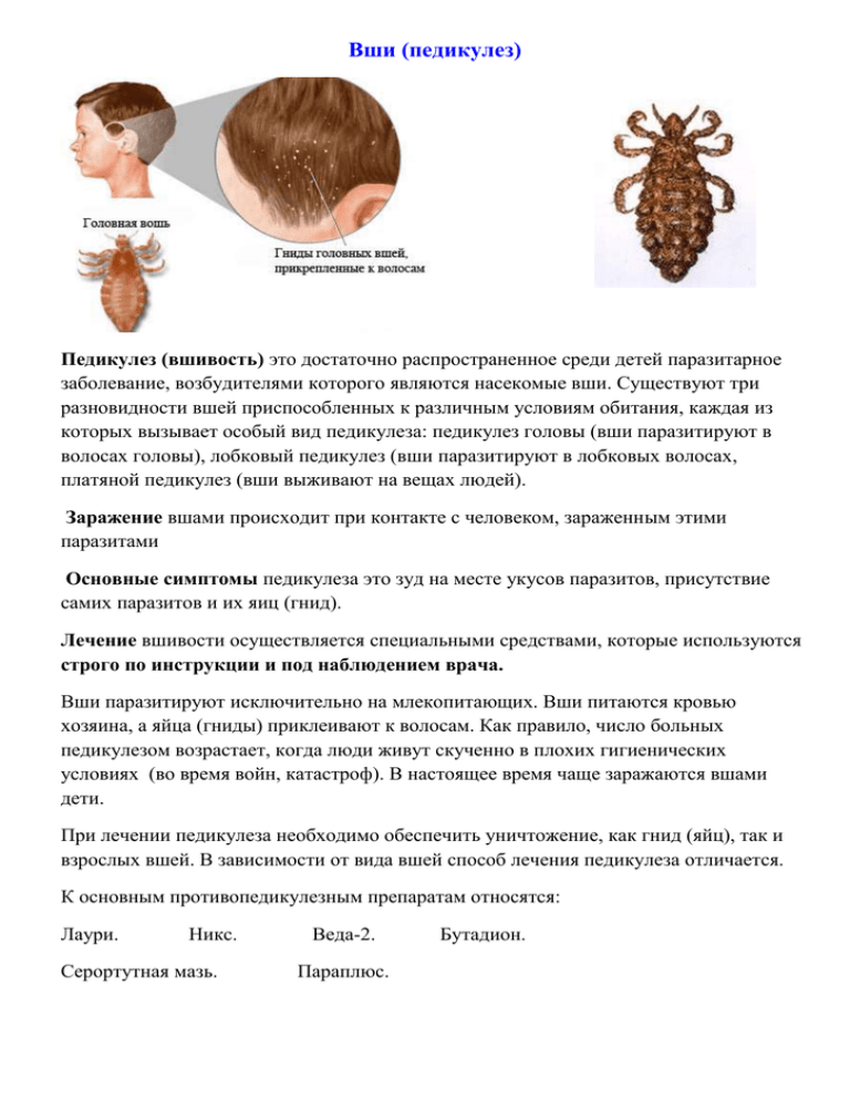 Что такое педикулез у детей с картинками