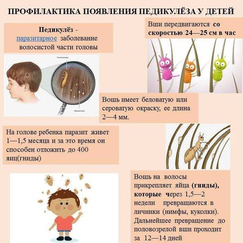 Профилактика педикулеза у детей Педикулёз
