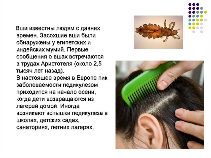 Педикулёз Головной педикулёз