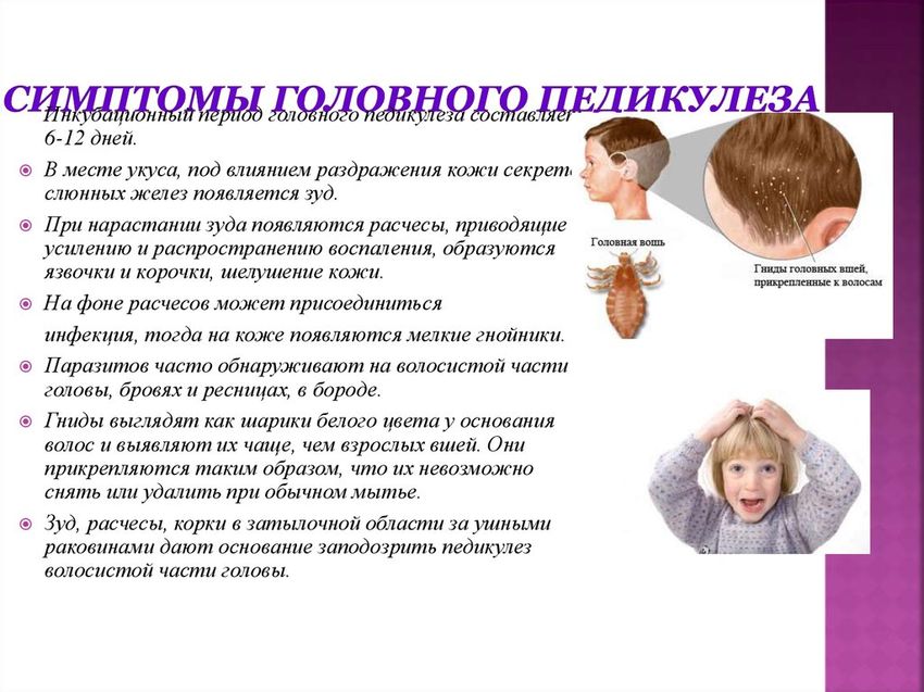 Что такое педикулез у детей с картинками