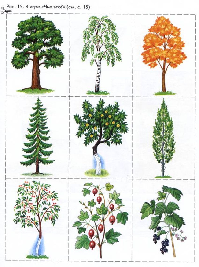 Карточки деревья и кустарники для детей