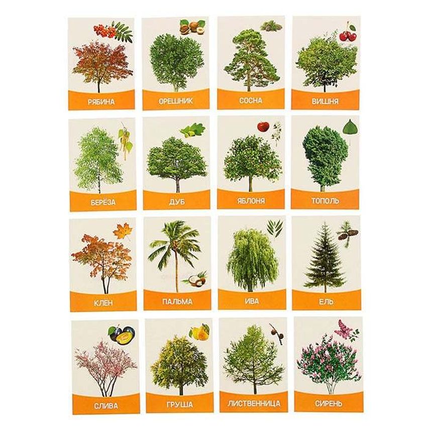 Обучающие карточки деревья