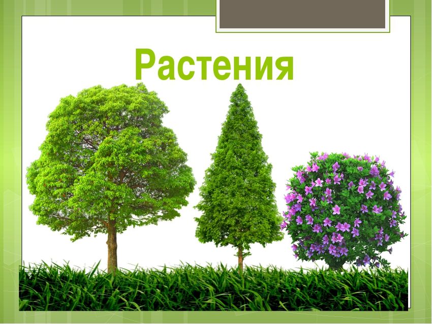 Растения деревья