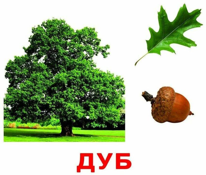 Дуб черешчатый quercus robur