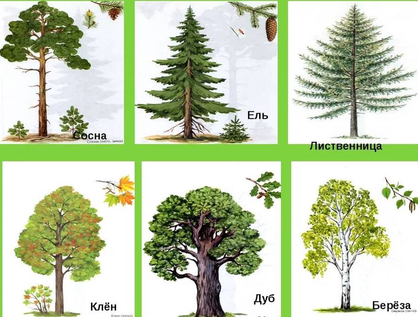 Ель береза сосна клен дуб Ель сосна лиственница