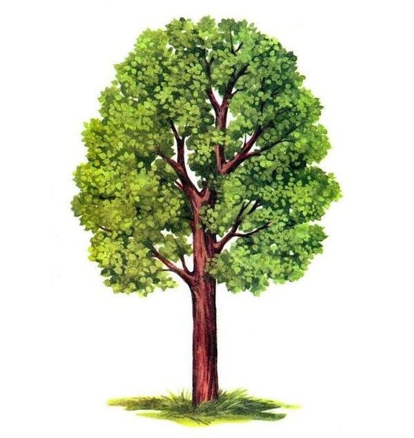 Липа дерево Дерево липа для детей