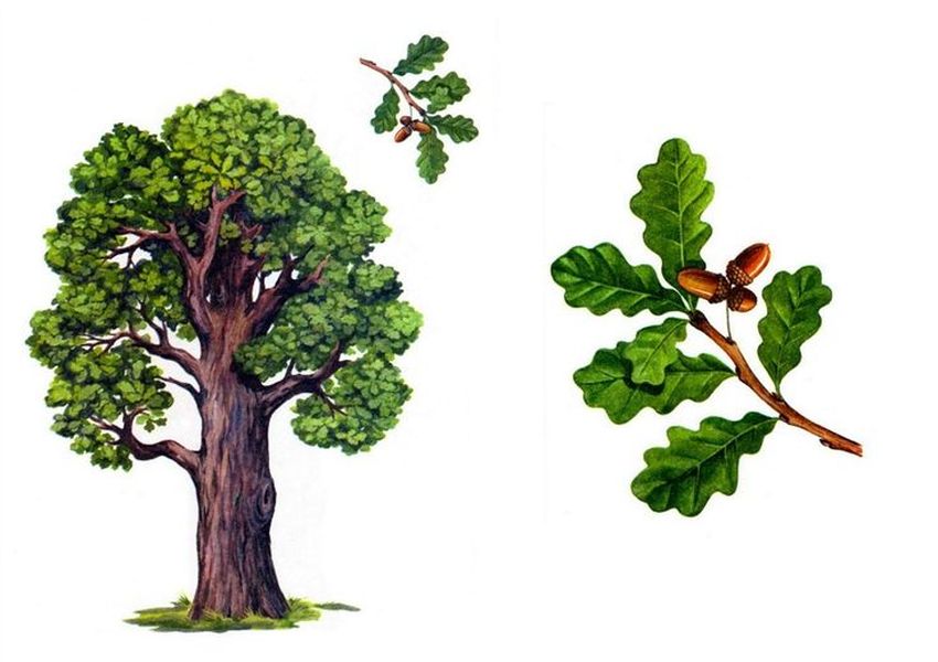 Дерево дуб Рисунок дуба для детей