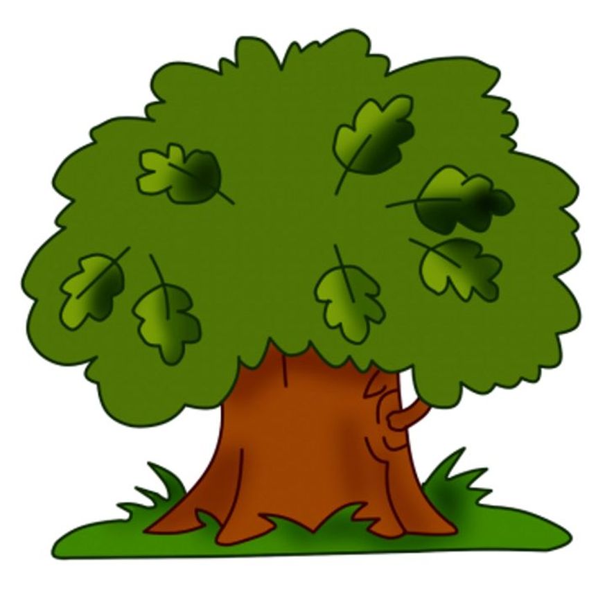 Дуб для детей Дуб дерево