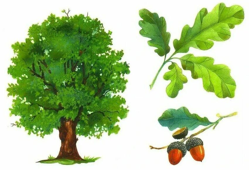 Дуб черешчатый Дуб для детей