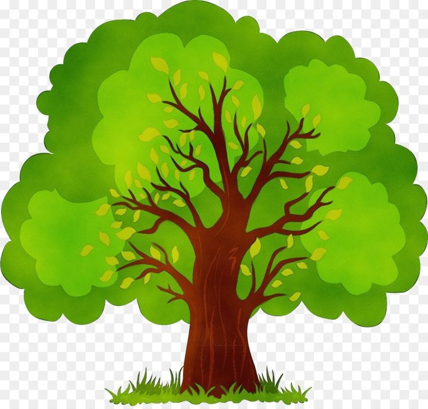 Дерево Дерево ши рисунок