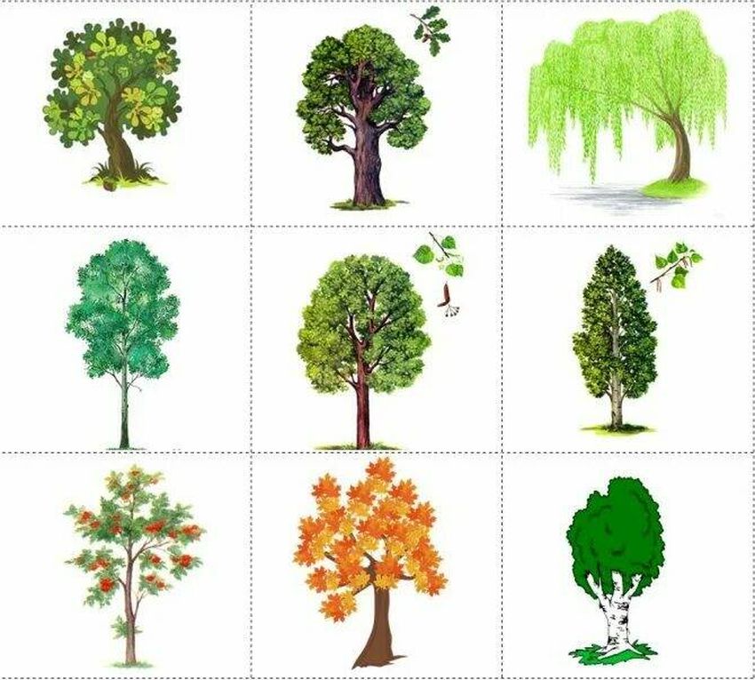 Дидактическая игра для детей Деревья для дошкольников