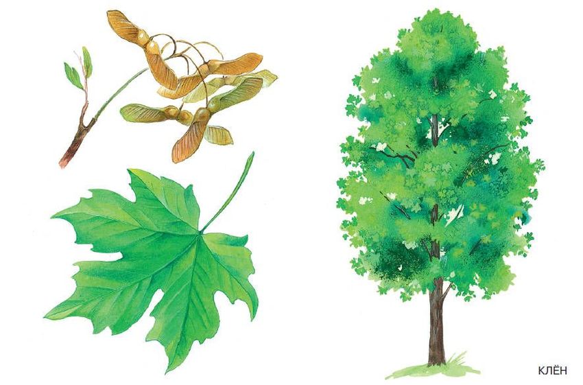 Клен дерево лист плод Клен рисунок