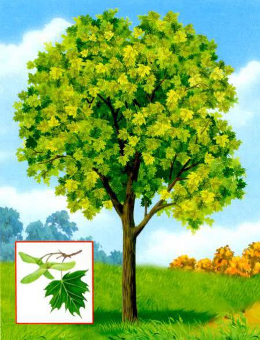 Обучающие карточки деревья Дерево клен