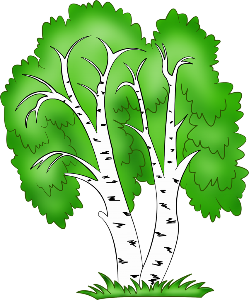 Берёза для детей Береза рисунок