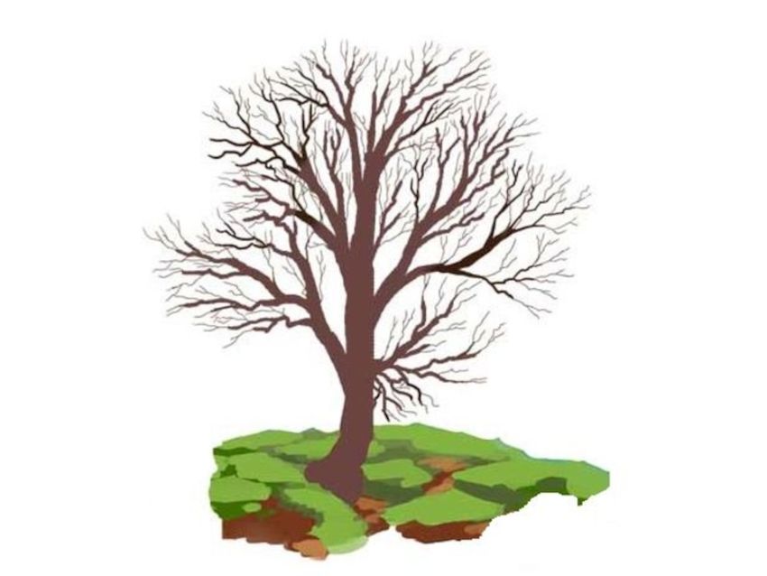 Дерево без листьев Дерево клен без листьев