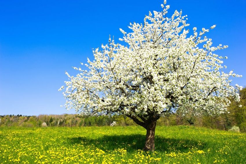 Яблоня дерево нецветущее Цветущая яблоня