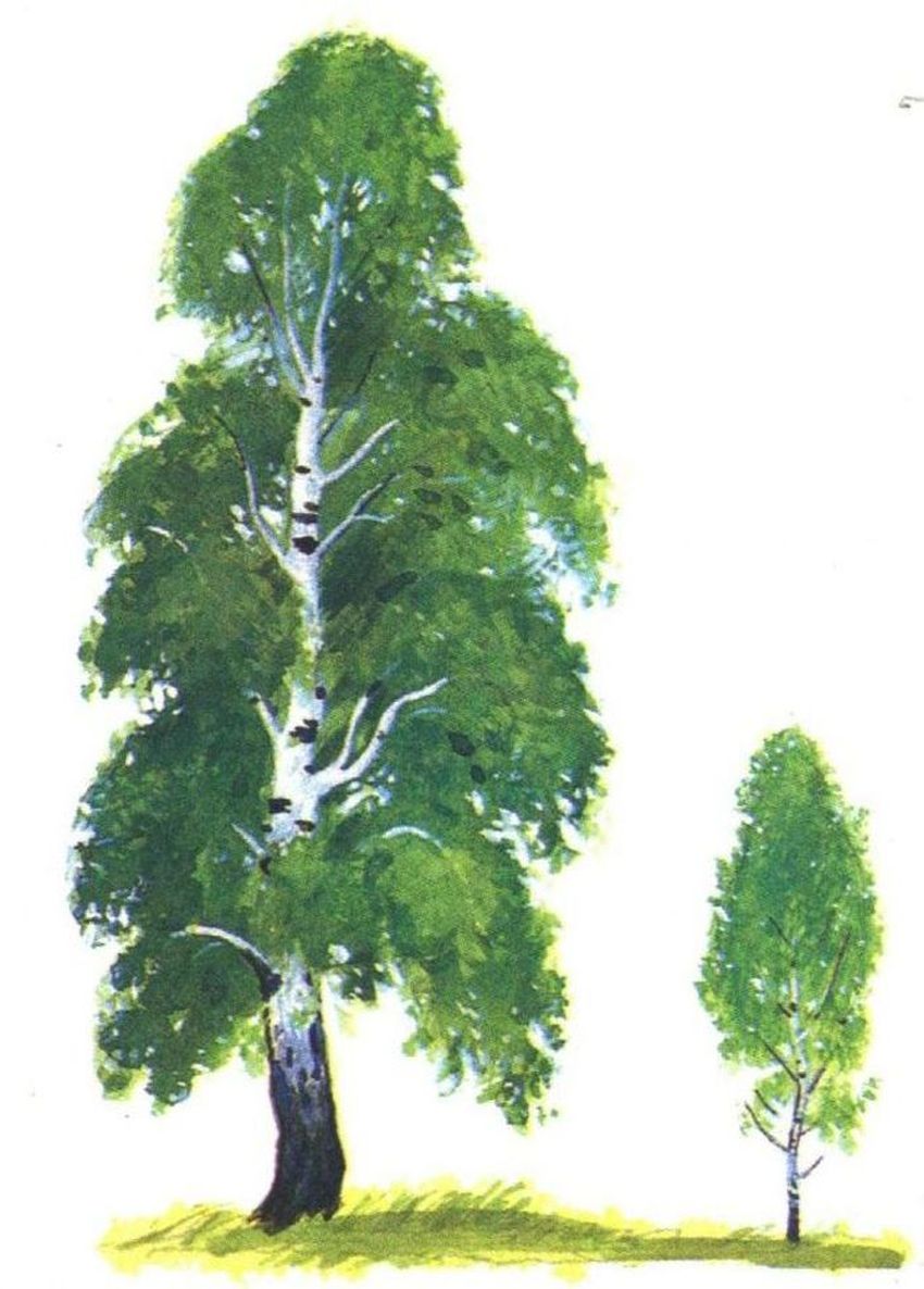Береза рисунок