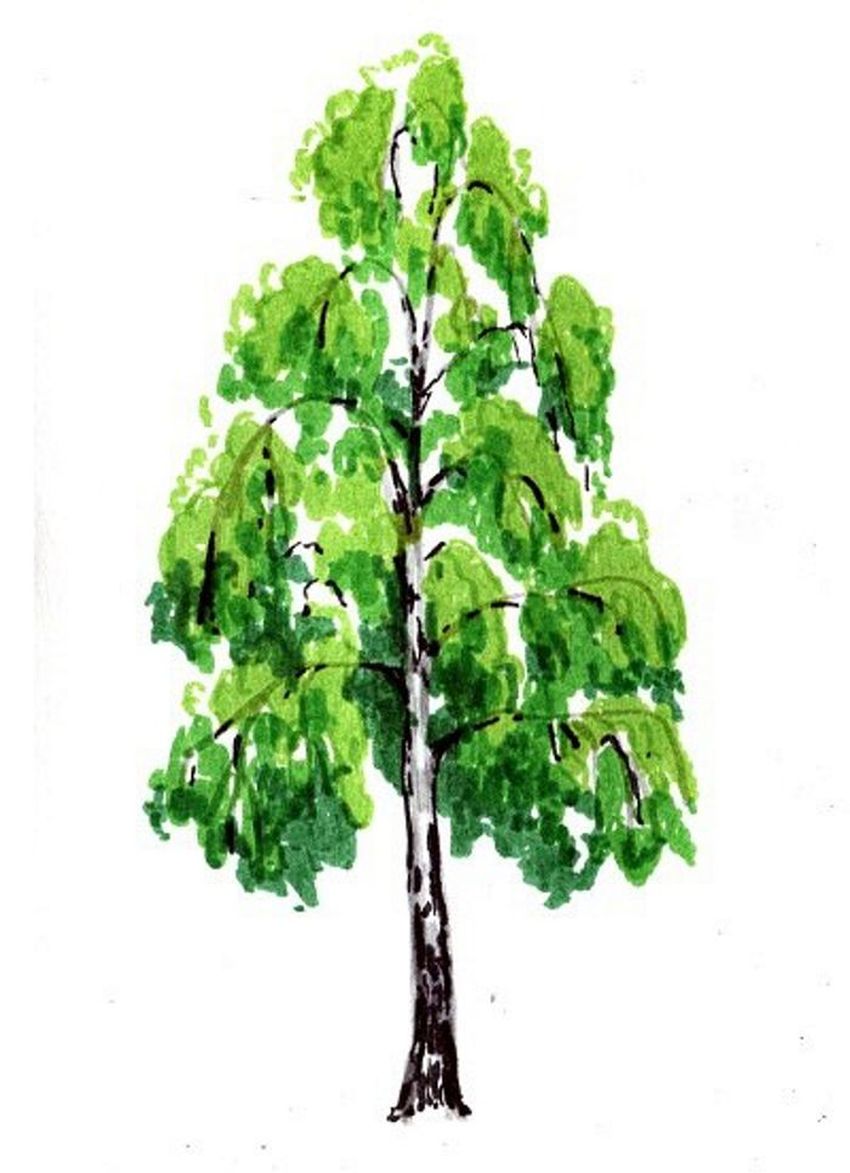 Береза