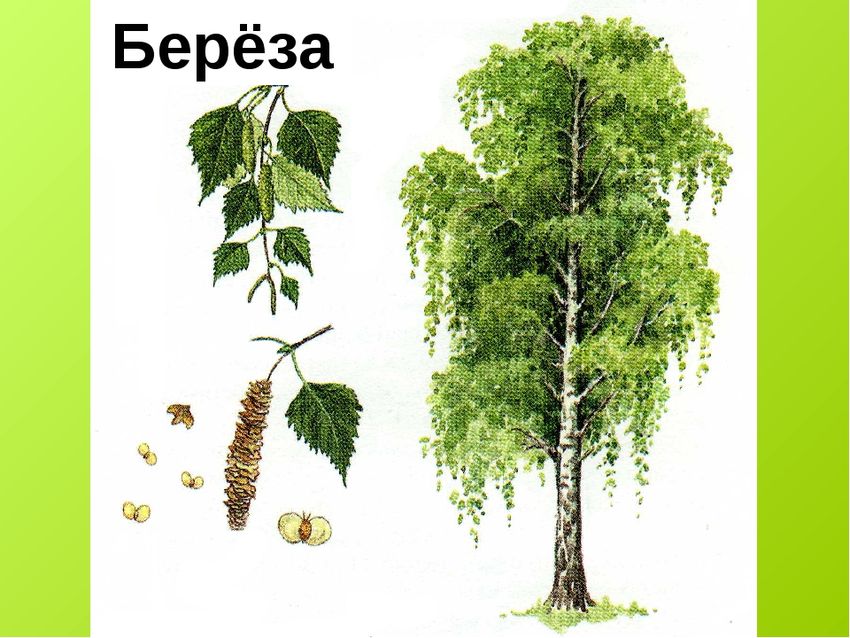Береза повислая