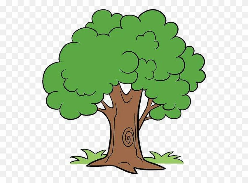 Дерево дуб