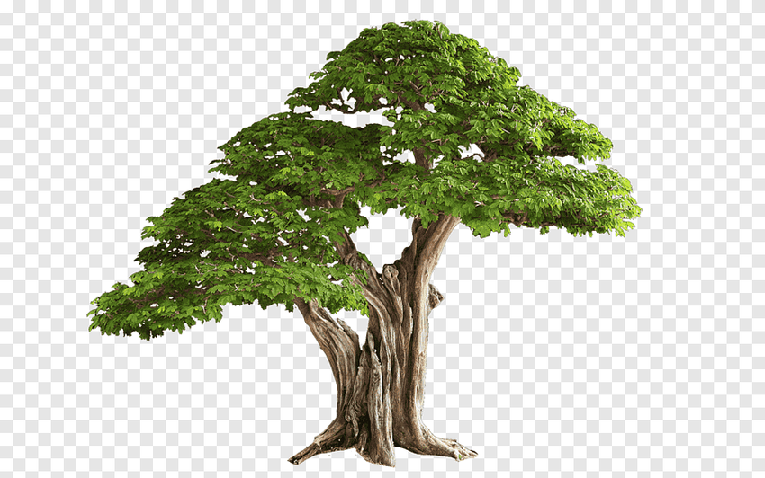 Баньян дерево бонсай