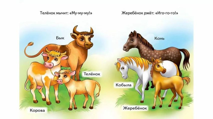 Мамы и детеныши животных