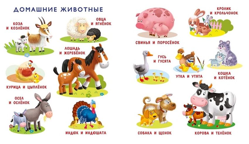 Домашние животные для дошкольников