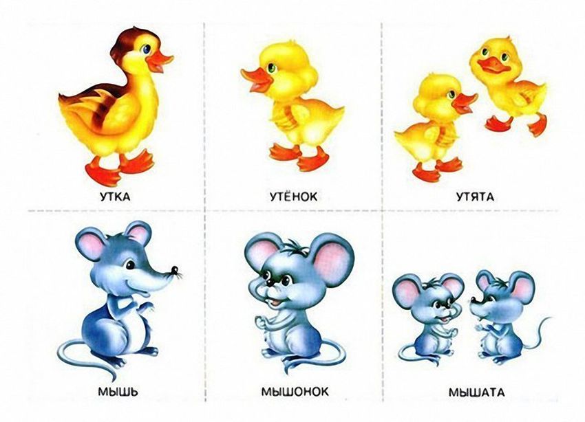 Карточки животных для детей