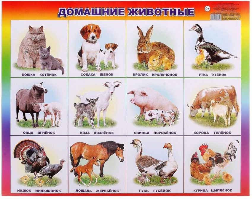 Плакат домашние животные