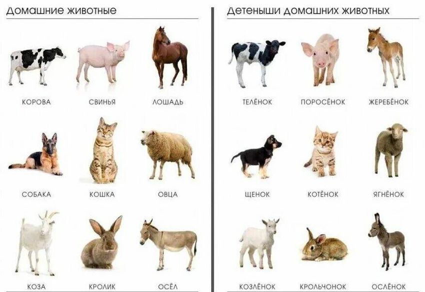 Домашних животных для детей
