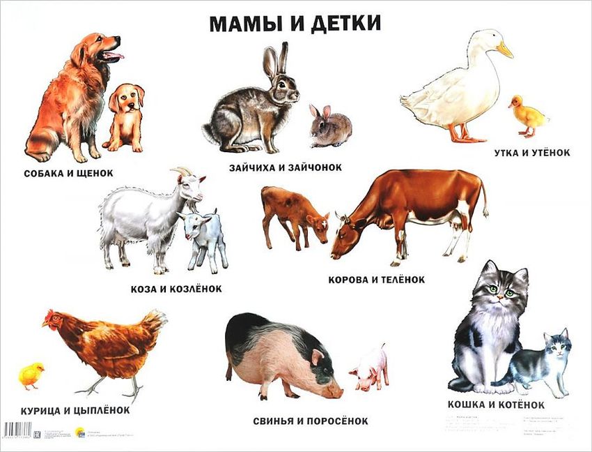 Плакат домашние животные для детского сада