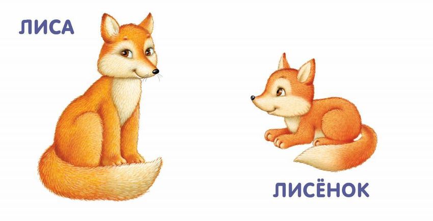 Книжки картонки животные