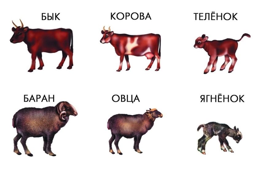 Домашние животные с детенышами