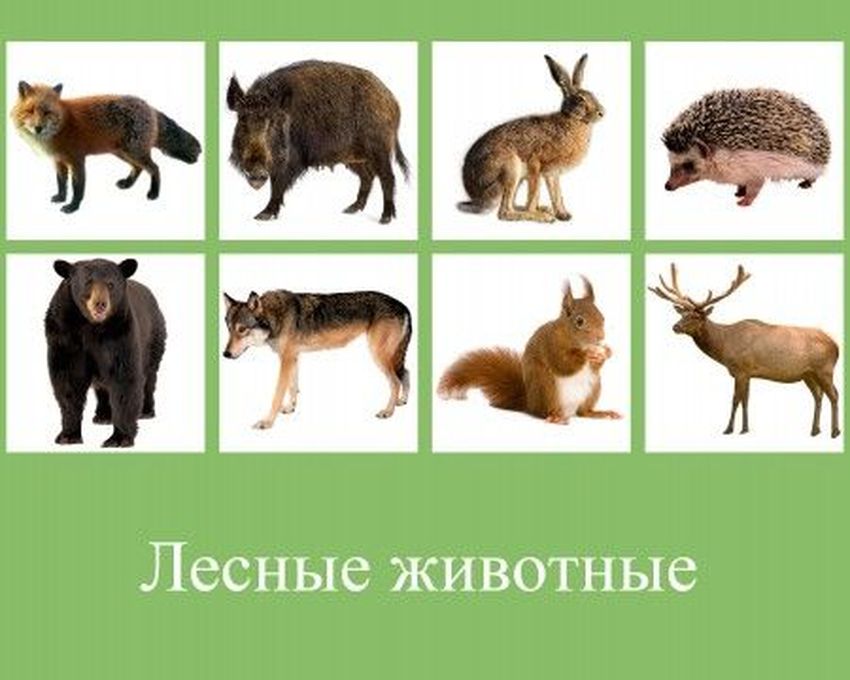 Лесные животные для детей Лесные животные