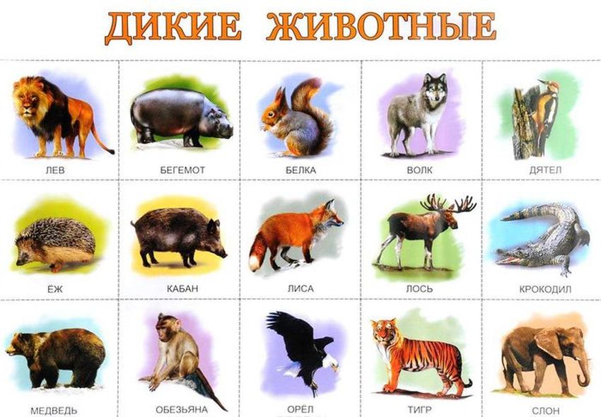 Дикие животные плакат Дикие животные