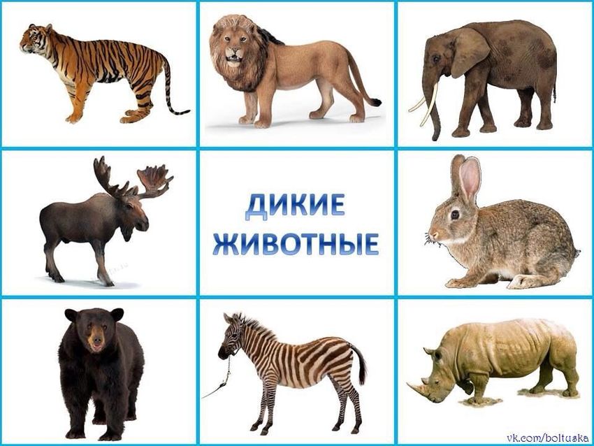 Дикие животные для детей Карточки животные для детей