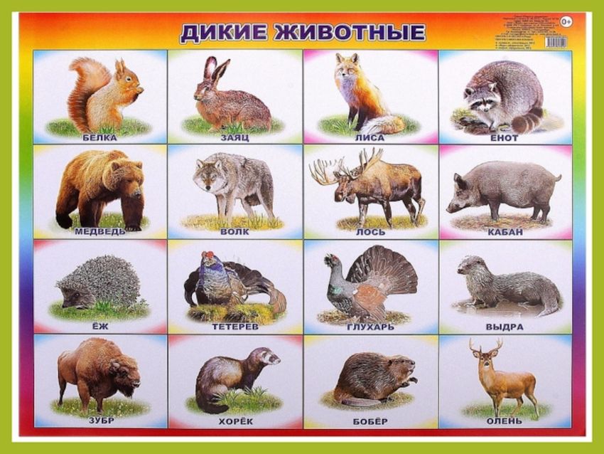 Дикие животные для детей Карточки дикие животные