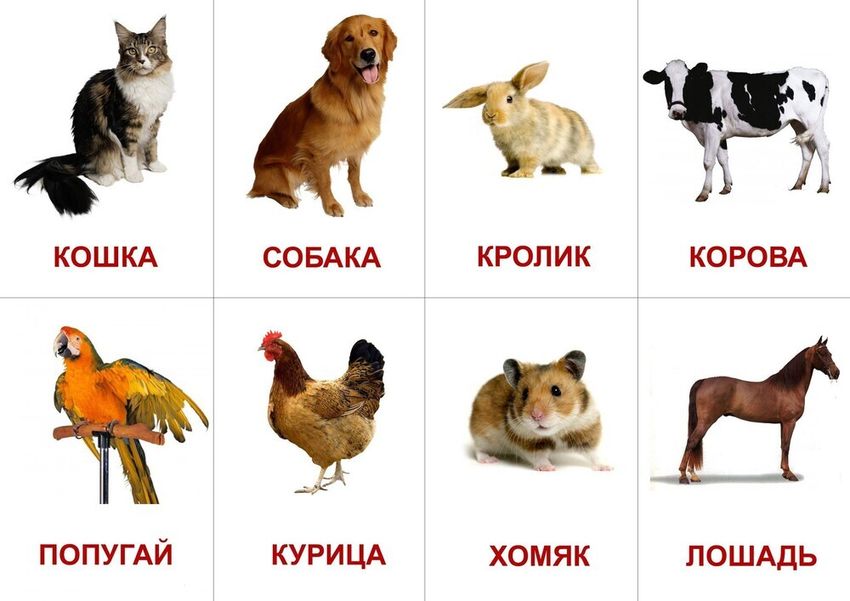Карточки домашние животные Карточки животных для детей