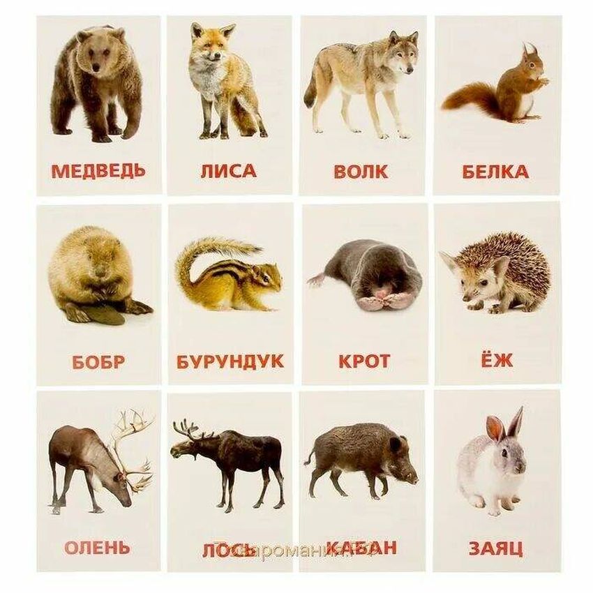 Дикие животные карточки Животные карточки