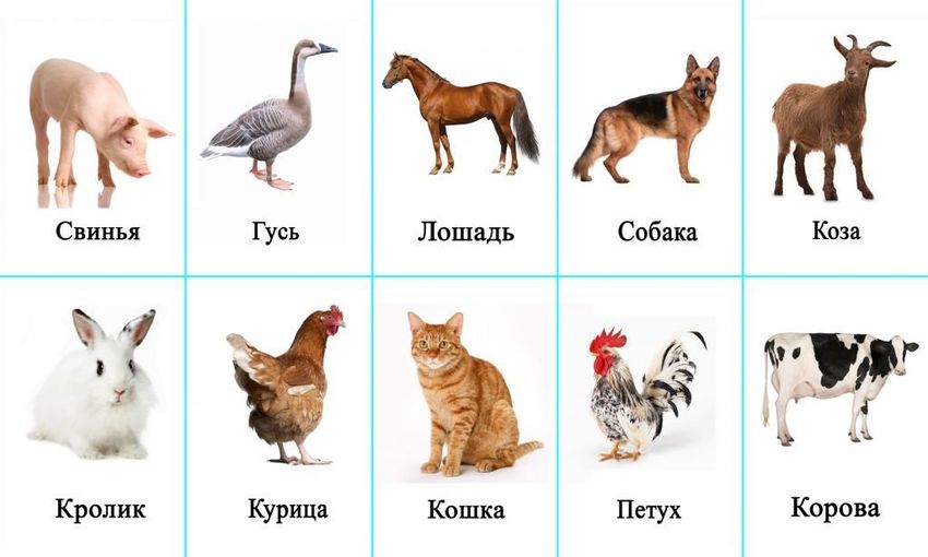 Карточки домашние животные Карточки с домашними животными