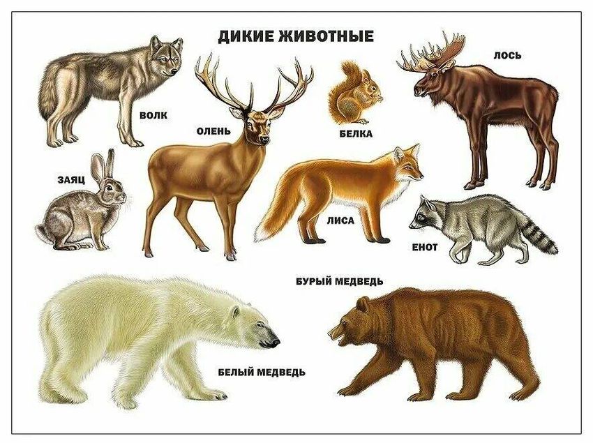 Дикие животные