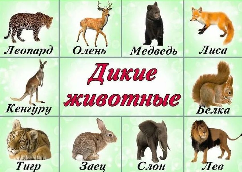 Дикие животные для дошкольников