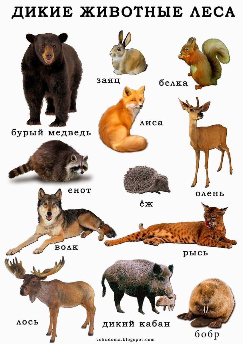 Лиса, волк, заяц, ёж, медведь, белка
