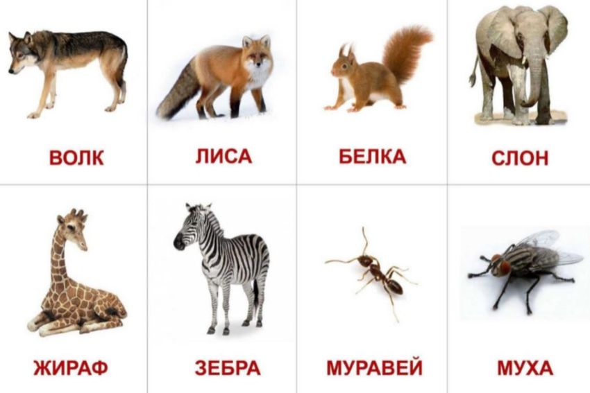 Карточки с дикими животными для детей